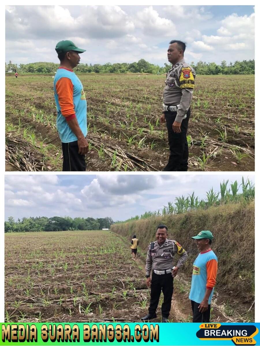 Bhabinkamtibmas Rogojampi Lakukan Pemantauan Lahan Jagung di Desa Gladag, Kapolresta Banyuwangi Tekankan Pentingnya Ketahanan Pangan