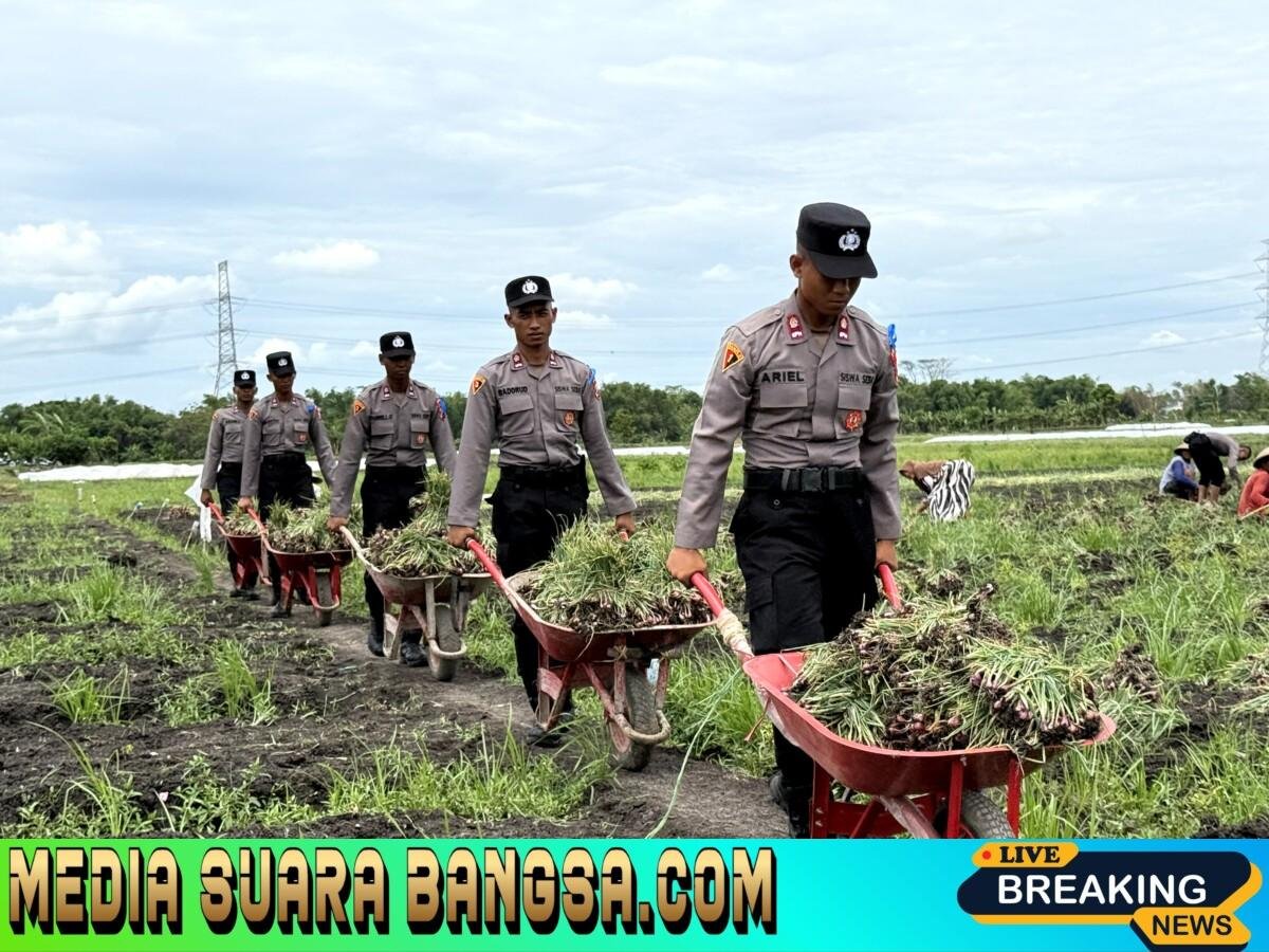 Live In’ : Siswa Diktukba SPN Polda Jatim Bantu Petani Bawang Merah di Nganjuk
