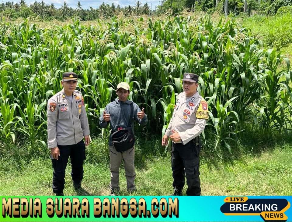 Polresta Banyuwangi Dukung Ketahanan Pangan, Polsek Rogojampi Lakukan Pemantauan Budidaya Jagung di Desa Watukebo