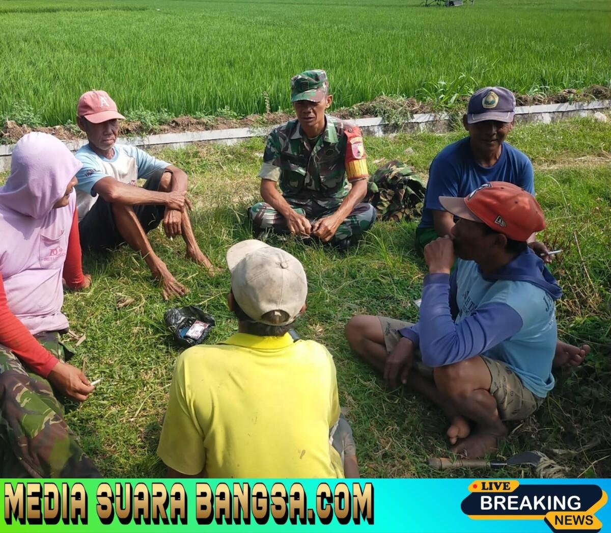 Babinsa Singojuruh Masuk ke Sawah, Komsos dengan Petani untuk Tingkatkan Ketahanan Pangan