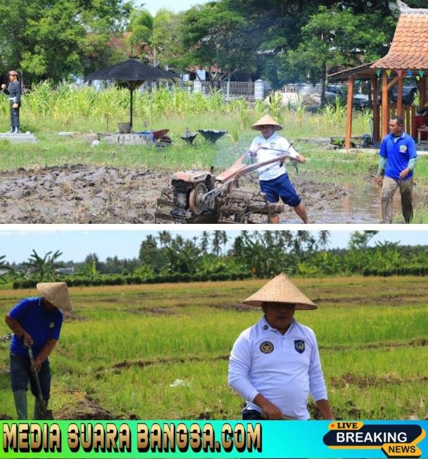 Beri Contoh Teladan, Kalapas Banyuwangi Terjun Langsung Dalam Pembajakan Sawah di Lahan SAE