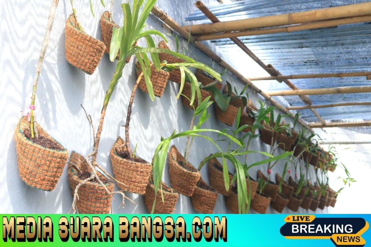 Bekali Masa Depan, Lapas Banyuwangi Kembangkan Kemandirian Warga Binaan Lewat Budidaya Anggrek