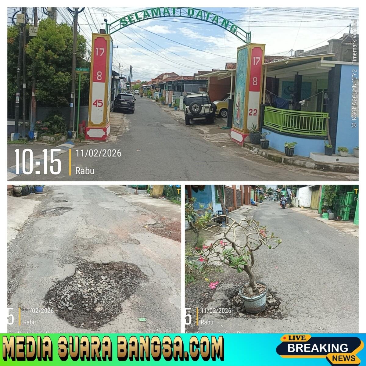 Jalan Utama Kertosari Rusak Parah, Warga Tanami Lubang dengan Tanaman sebagai Bentuk Protes