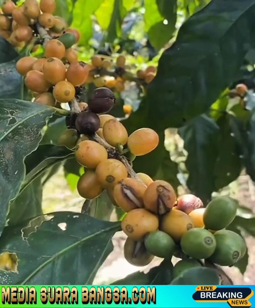 Banyuwangi Punya Kopi Langka Jenis Yellow Caturra dan Yellow Bourbon, Tumbuh Subur di Lereng Gunung Raung