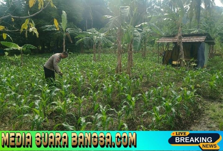 Personil Bhabinkamtibmas Polsek Purwakarta Pantau dan Bantu Petani Pantau Pertumbuhan Tanaman Jagung di Blok Tuk Linkungan   