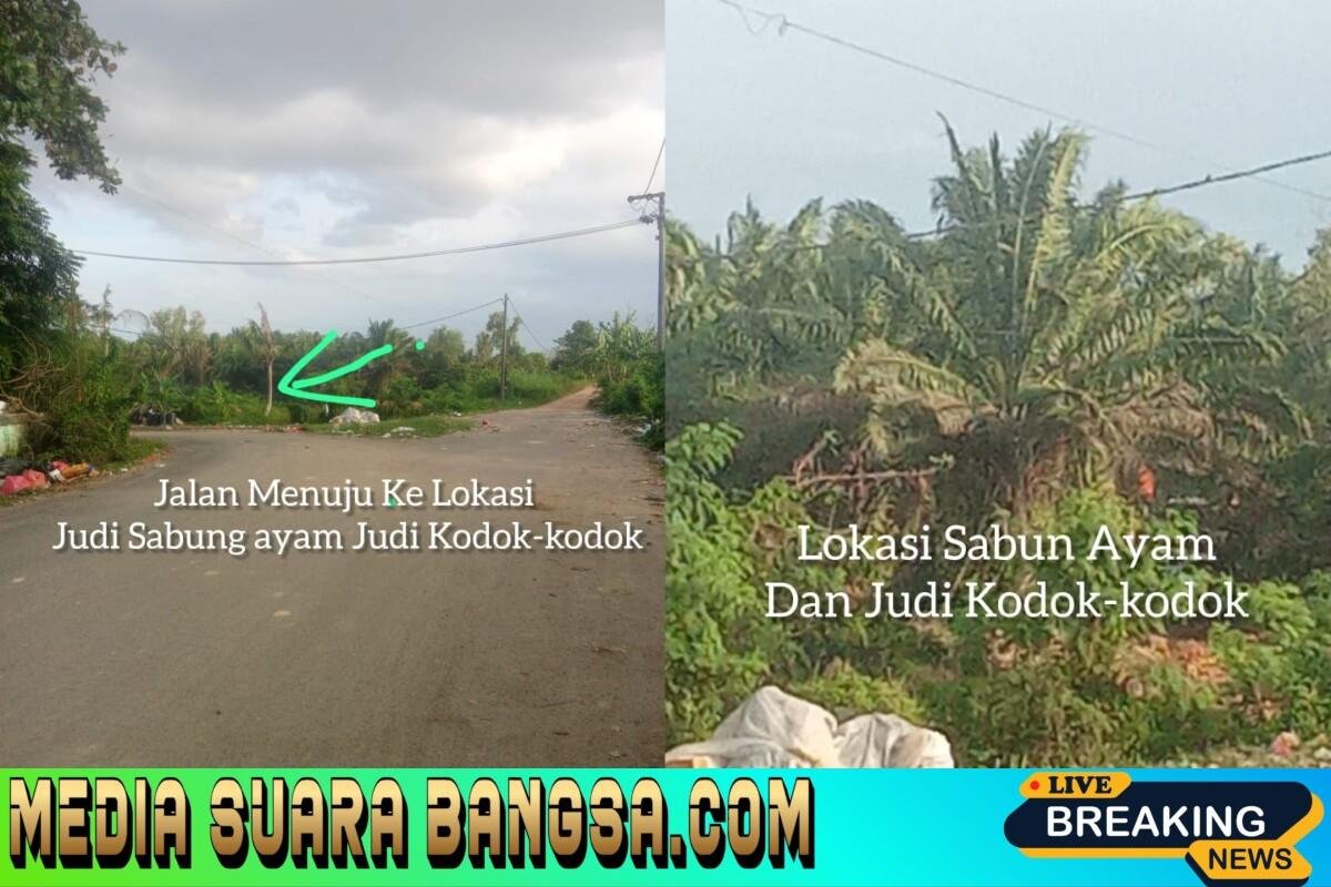 Diduga Kebal Hukum, Arena Sabung Ayam dan Judi Kodok-kodok Masih Bebas Beraktivitas Di Paritenam Kota pangkalpinang