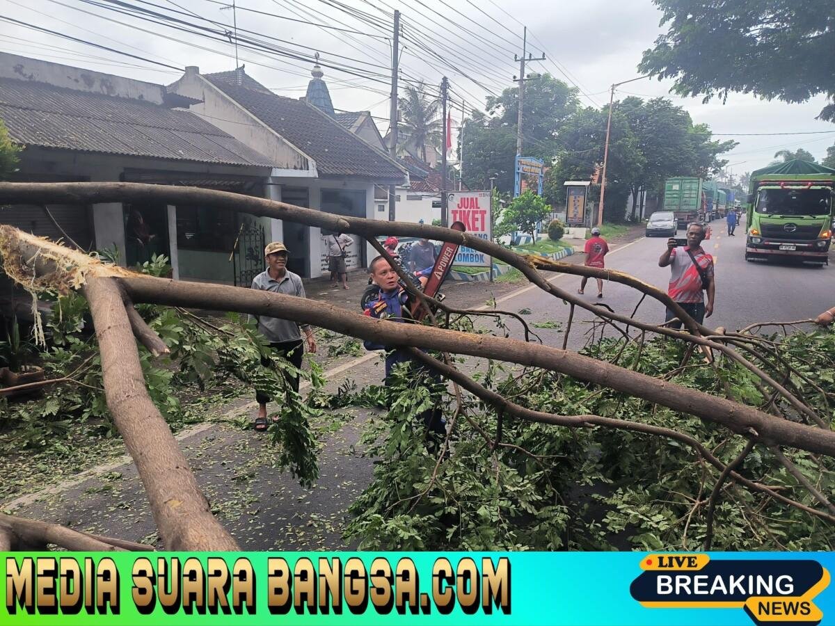 Aksi Cepat Sat Polairud Polresta Banyuwangi Evakuasi Pohon Tumbang di Jalur Nasional