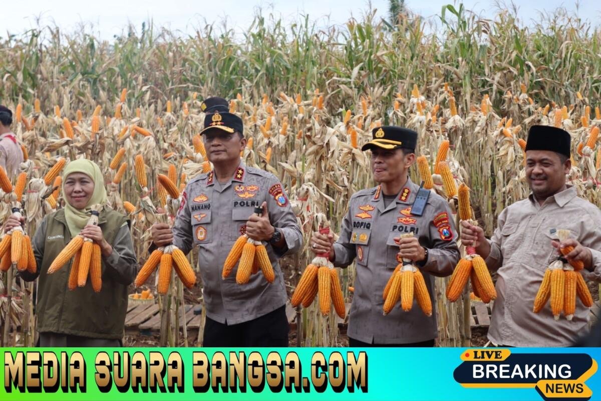 ‎Kapolda Jatim dan Gubernur Panen Jagung di Green Farm Banyuwangi Penuhi Target Swasembada Pangan  ‎