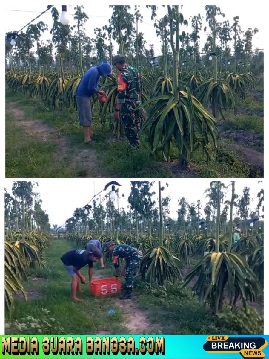 Babinsa Siliragung Turun Tangan: Perbaiki Akses Jalan Hingga Bantu Panen Buah Naga Warga
