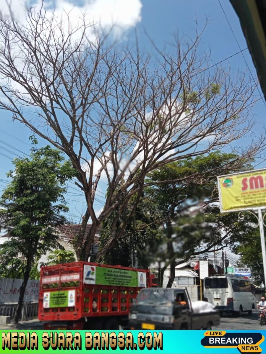 Pohon Tua Lapuk di Jalur Srono Ancam Keselamatan, Warga Minta Dinas PU Segera Bertindak