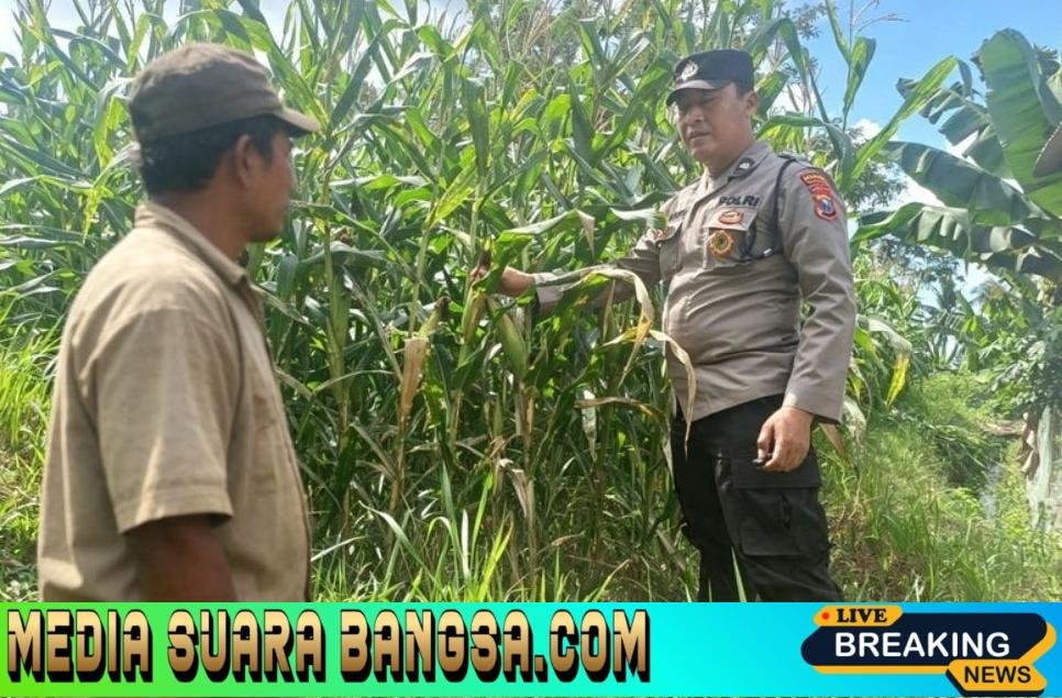 Dari Ladang Olehsari untuk Negeri, Polsek Glagah Kawal Jagung Menuju Swasembada Pangan