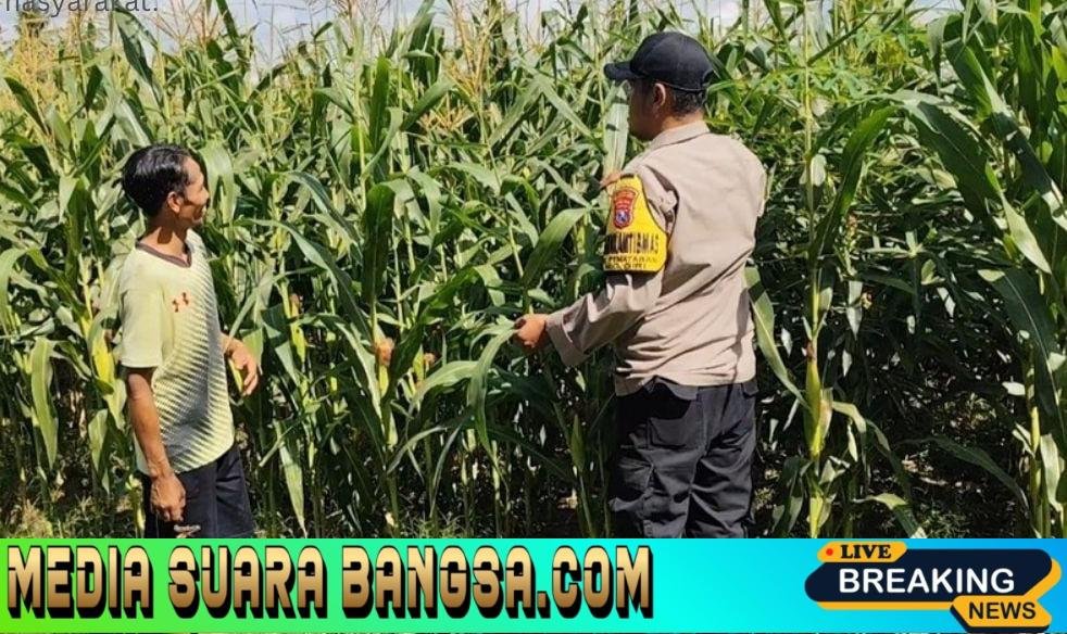 Kawal Panen, Jaga Negeri: Polsek Giri Bersama Petani Perkuat Ketahanan Pangan