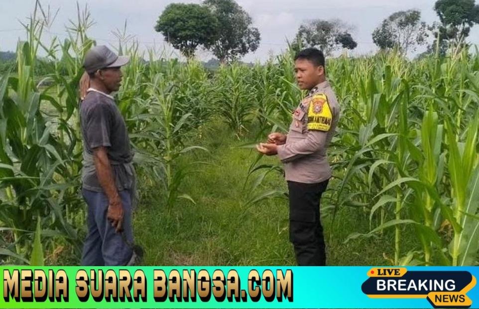 Ketahanan Pangan Dimulai dari Lahan, Polisi Dampingi Petani Jagung di Cluring