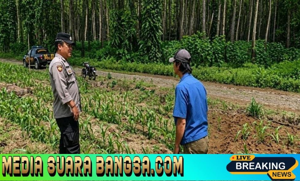 Tak Berhenti di Masa Tanam, Polsek Sempu Kawal Jagung hingga Panen