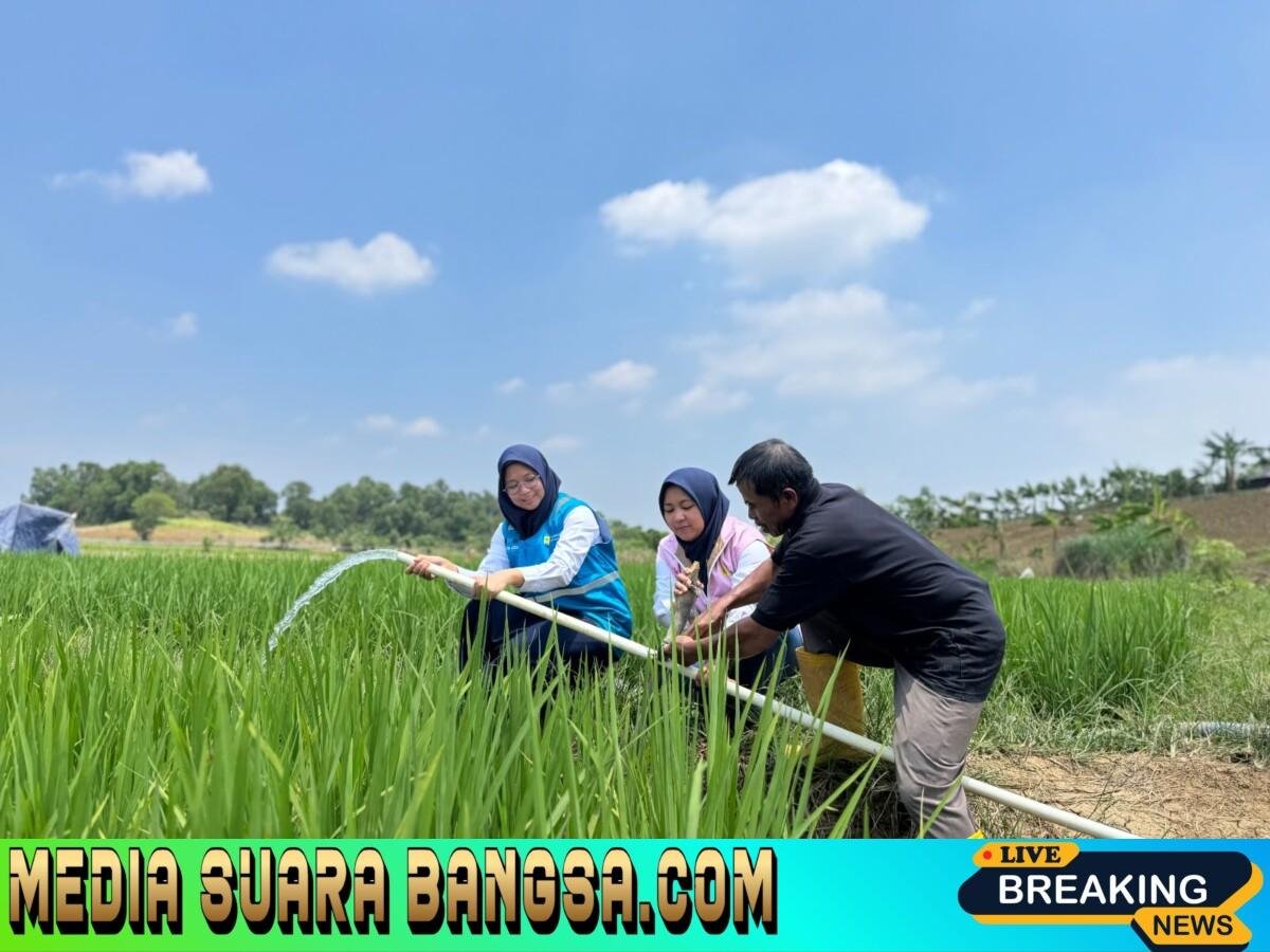 Jelang Hari Kesaktian Pancasila, Electrifying Agriculture PLN Bantu Jaga Produktivitas Petani di Musim Kemarau